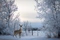 White tail female deer standing in the snow Royalty Free Stock Photo