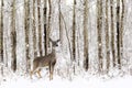 White tail female deer standing in the winter snow Royalty Free Stock Photo