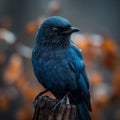 A white tail robin sitting on a wooden post with a bokeh blurred background Royalty Free Stock Photo