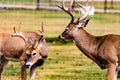 White tail stags fencing. Discovery Wildlife Park Innisfill Alberta Canada