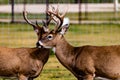 White tail stags fencing. Discovery Wildlife Park Innisfill Alberta Canada