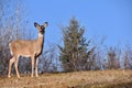 White-Tail in Whitefish: White-tailed deer Odocoileus virginianus