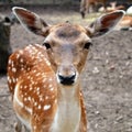 White tail young fawn with large ears