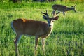 White Taile Deer - Montana Royalty Free Stock Photo