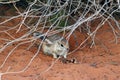 White-tailed Antelope Squirrel at Valley of Fire State Park, Nevada