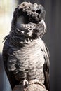 this is a close up of a white tailed black cockatoo Royalty Free Stock Photo