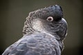 The white tailed black cockatoo makes a lovely pet Royalty Free Stock Photo