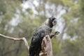 The white tailed black cockatoo is on a perch eating a nut Royalty Free Stock Photo
