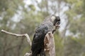 The white tailed black cockatoo is on a perch eating a nut Royalty Free Stock Photo