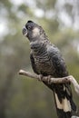 The white tailed black cockatoo is on a perch Royalty Free Stock Photo
