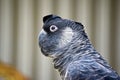 White-tailed Black Cockatoo Royalty Free Stock Photo