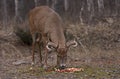 White-tailed buck in the autumn forest eating apples Royalty Free Stock Photo