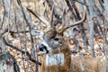 White-tailed buck deer Royalty Free Stock Photo