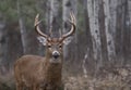 White-tailed buck in the autumn forest Royalty Free Stock Photo