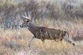 Colorado Wildlife. Wild Deer on the High Plains of Colorado. White-tailed buck in tall prairie grass Royalty Free Stock Photo