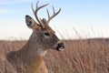 White tailed buck laying in the meadow. Royalty Free Stock Photo