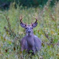 White-tailed Buck Odocoileus virginianus in a field during early autumn. Selective focus, background and foreground blur Royalty Free Stock Photo