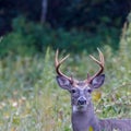 White-tailed Buck Odocoileus virginianus in a field during early autumn. Selective focus, background and foreground blur Royalty Free Stock Photo