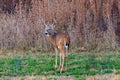 White-tailed Buck (Odocoileus virginianus) in a hay field during autumn. Royalty Free Stock Photo