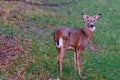 White-tailed Buck (Odocoileus virginianus) in a hay field during autumn. Royalty Free Stock Photo