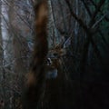 White-tailed Buck (Odocoileus virginianus) in thick brush during fall in Wisonsin. Royalty Free Stock Photo