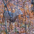 White-tailed Buck (Odocoileus virginianus) in thick brush during fall in Wisonsin. Royalty Free Stock Photo