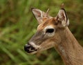 White-tailed Buck Portrait Royalty Free Stock Photo