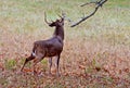 White Tailed Buck rubs his antlers on a tree branch. Royalty Free Stock Photo