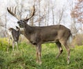 White-tailed buck in rut Royalty Free Stock Photo