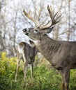 White-tailed buck in rut Royalty Free Stock Photo