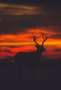 White-tailed Buck Silhouette Royalty Free Stock Photo