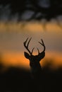 White-tailed Buck Silhouette Royalty Free Stock Photo