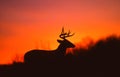 White-tailed Buck Silhouette Royalty Free Stock Photo