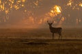 A Beautiful White-tailed Deer Buck at Sunrise Royalty Free Stock Photo