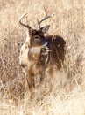 White tailed buck in tall grasses