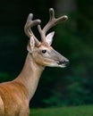 A White-tailed Buck