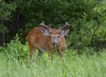 A White-tailed buck walking in a field in early summer in Ottawa, Canada Royalty Free Stock Photo