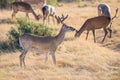 White-Tailed Buck Royalty Free Stock Photo