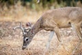 White-tailed Buck