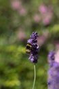 White Tailed Bumble bee feeding on lavender flower