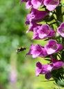 White tailed bumble bee hovering above a foxglove flower