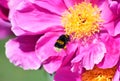 Bumble bee in flight next to a pink peony flower Royalty Free Stock Photo