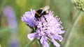 Video of a white tailed bumble bee on a scabious flower.