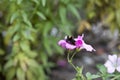 White-tailed bumble bee foraging on garden flowers