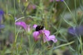 White-tailed bumble bee foraging on garden flowers