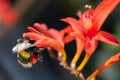 White tailed bumblebee, Bombus Lucorum with her head inside  Crocosmia Lucifer flowers Royalty Free Stock Photo