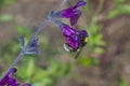 White Tailed Bumblebee Bombus lucorum, taking nectar from a Salvia flower Royalty Free Stock Photo