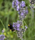 Lavender Flowers with white tailed Bumblebee feeding