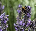 White tailed Bumblebee feeding on lavender Flowers