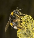 White Tailed Bumblebee on willow